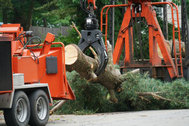 Best Tree Preservation Services  in Four Corners, MT