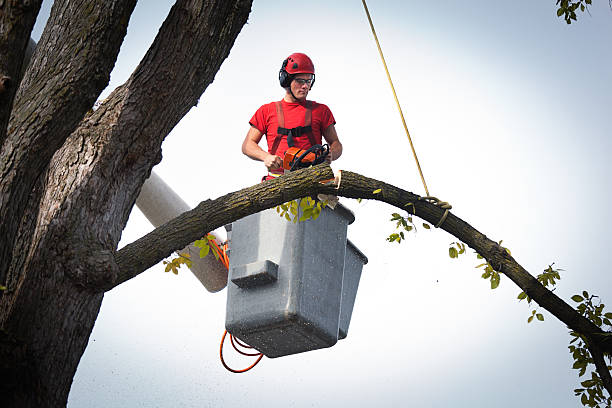 Best Hazardous Tree Removal  in Four Corners, MT