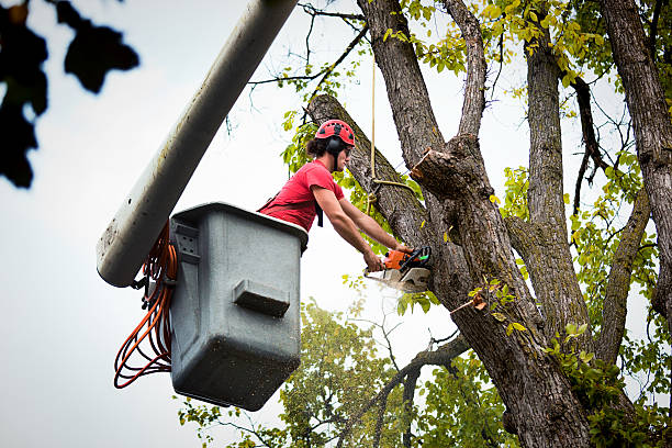 Best Commercial Tree Services  in Four Corners, MT