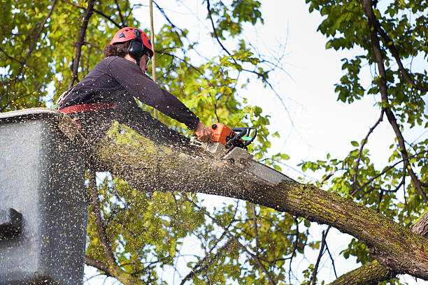 Best Fruit Tree Pruning  in Four Corners, MT